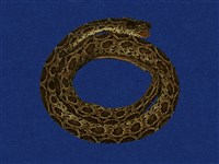 藏品(鎖蛇)的圖片